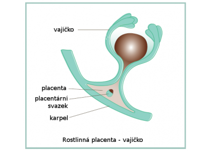 Co je rostlinná placenta?